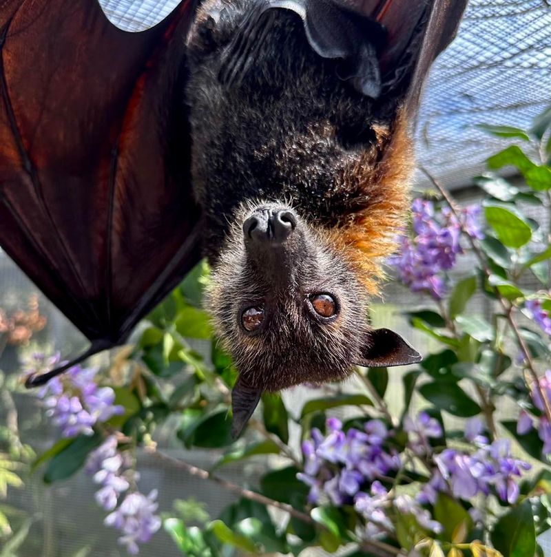 Bats Can Get Caught While Flying Through Yards At Night Bats Can Get Caught While Flying Through Yards At Night