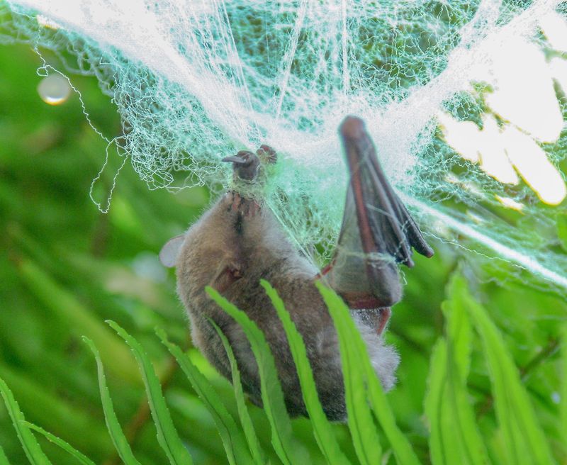 Bats Hunting At Night Can’t See It Coming Bats Hunting At Night Can’t See It Coming