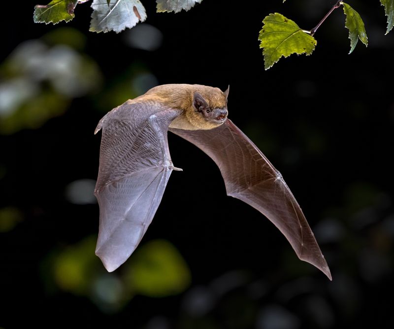 Bats Mean Your Yard Has A Healthy Ecosystem Bats Mean Your Yard Has A Healthy Ecosystem