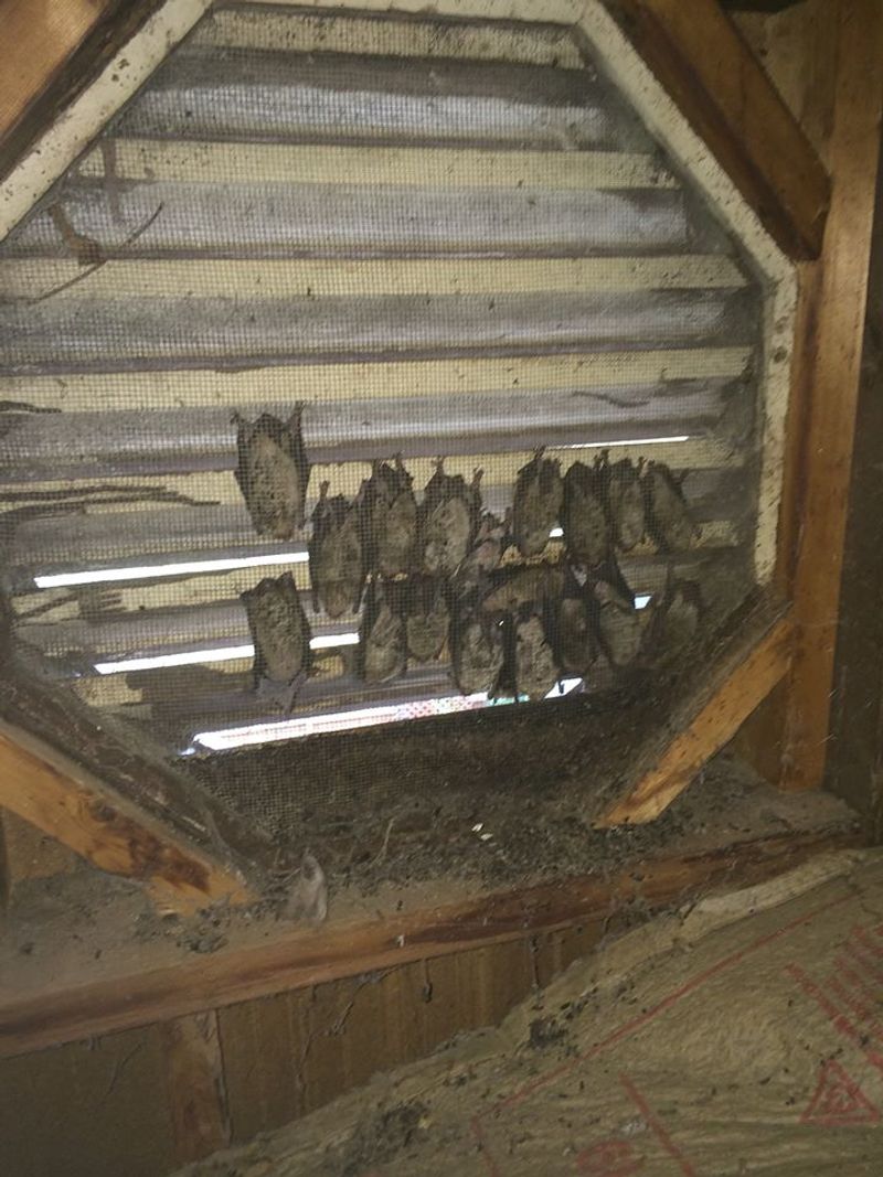 Bats Roosting In Attics And Soffits Bats Roosting In Attics And Soffits