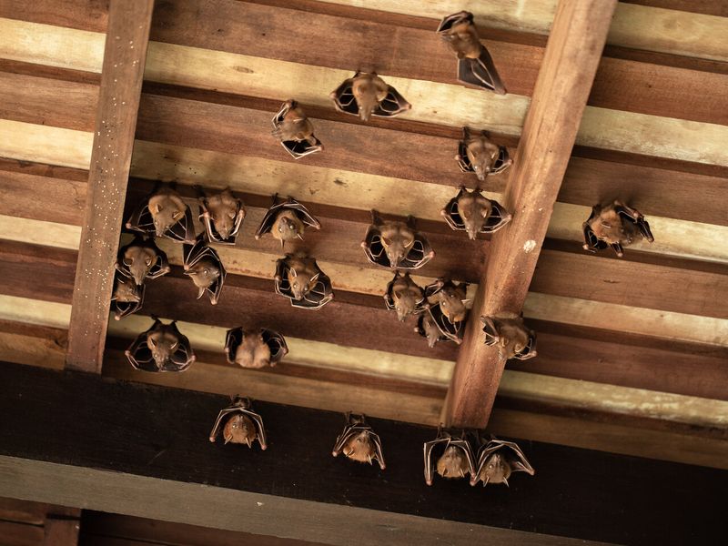 Bats Roosting In Attics And Soffits