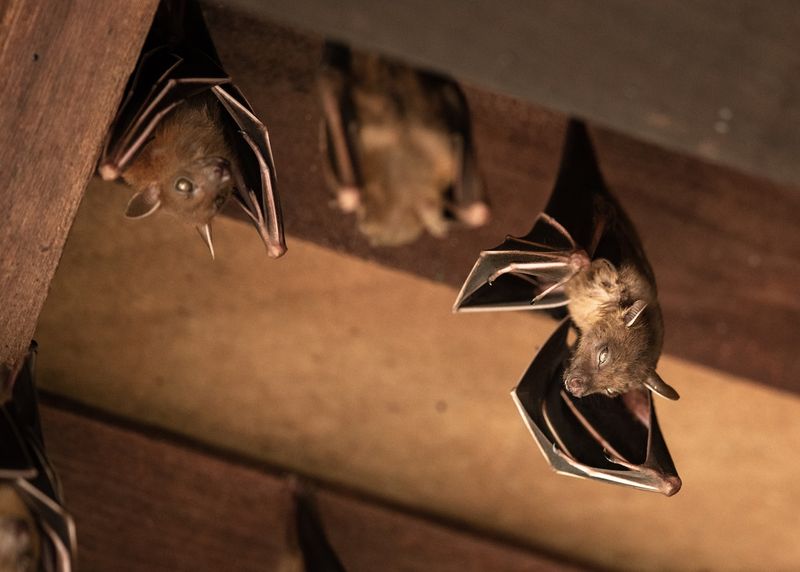 Bats Roosting In Your Attic Or Eaves Bats Roosting In Your Attic Or Eaves