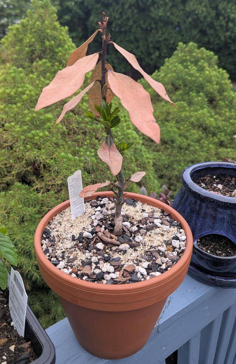 Bay Laurel That Prefers A Bright, Cool Shelter Bay Laurel That Prefers A Bright, Cool Shelter