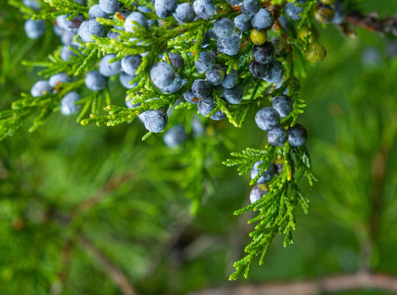 Bayberry And Red Cedar As A Backyard Food Bank Bayberry And Red Cedar As A Backyard Food Bank