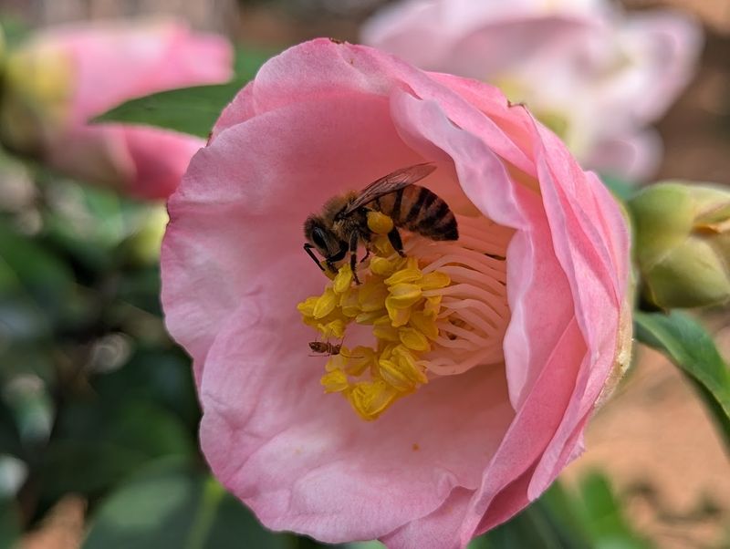 Be Careful With Systemic Insecticides Around Blooms