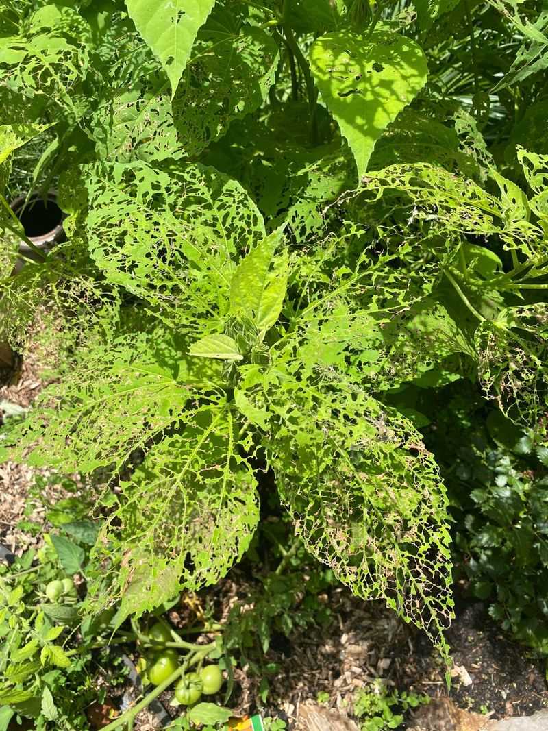 Be Patient And Watch For Pests In Spring Be Patient And Watch For Pests In Spring