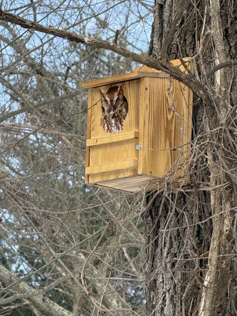Be Patient, Because Owls May Take A Season Or Two
