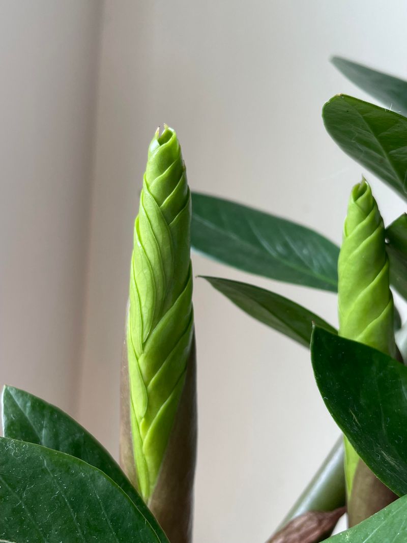 Be Patient, Because ZZ Plants Grow Slowly
