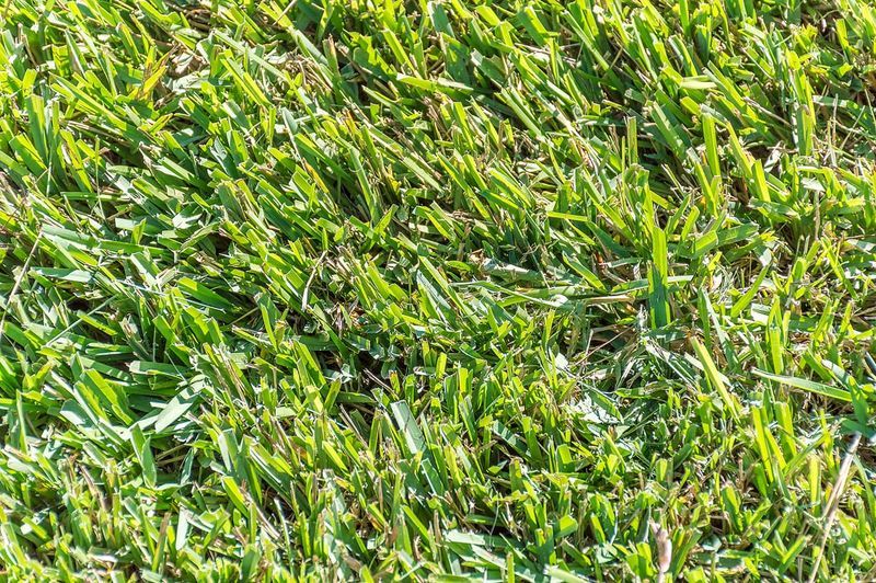 Be Patient, Centipedegrass Can Take 2 To 3 Weeks To Sprout Be Patient, Centipedegrass Can Take 2 To 3 Weeks To Sprout