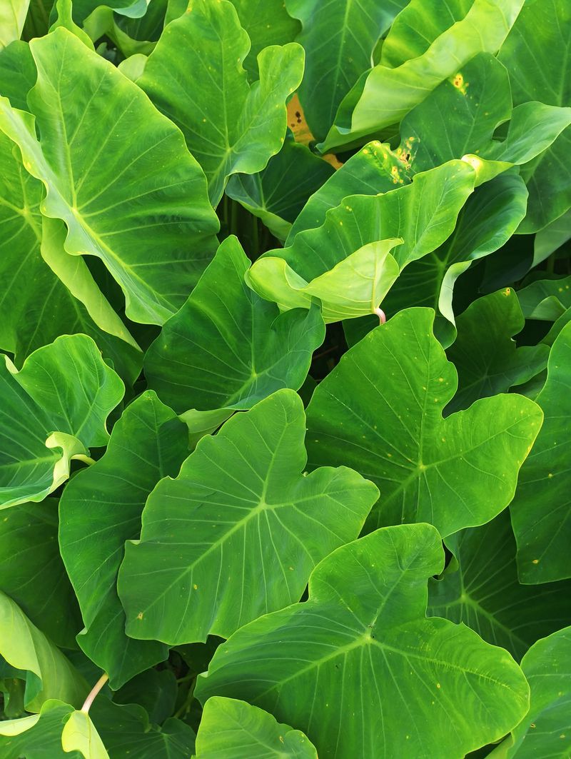 Be Patient For Spring Regrowth And Handle With Care
