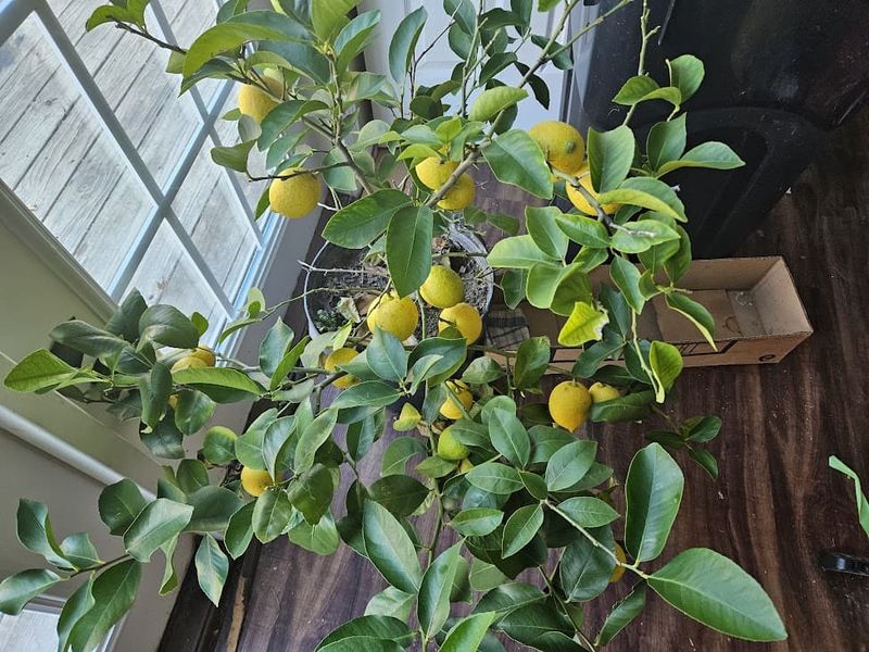 Be Patient, Lemons Take 6 To 9 Months To Ripen Be Patient, Lemons Take 6 To 9 Months To Ripen