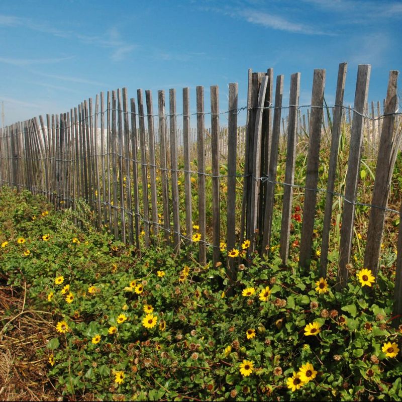Beach Sunflower Gets Its Best Start From Fall Sowing