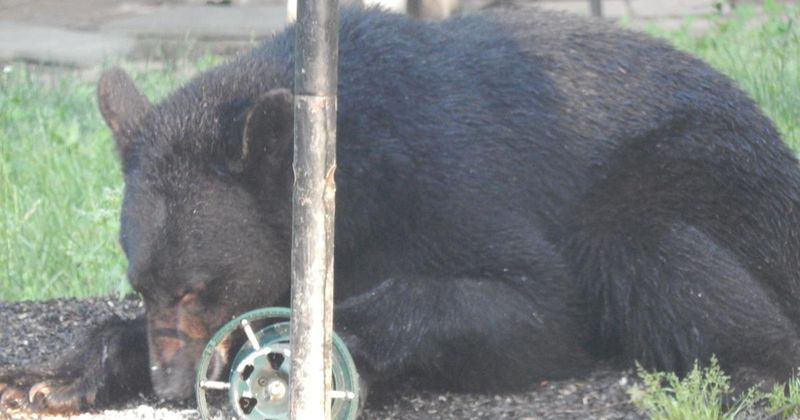 Bear Country Calls For Extra Caution Bear Country Calls For Extra Caution