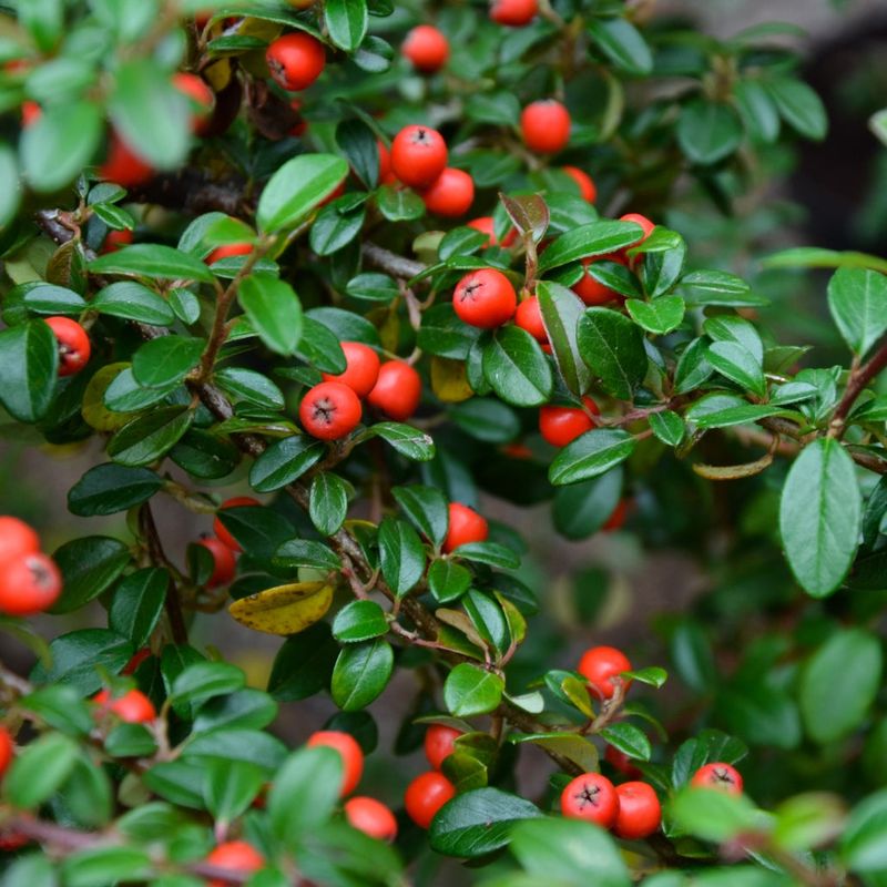 Bearberry Hugs Sunny Slopes Bearberry Hugs Sunny Slopes