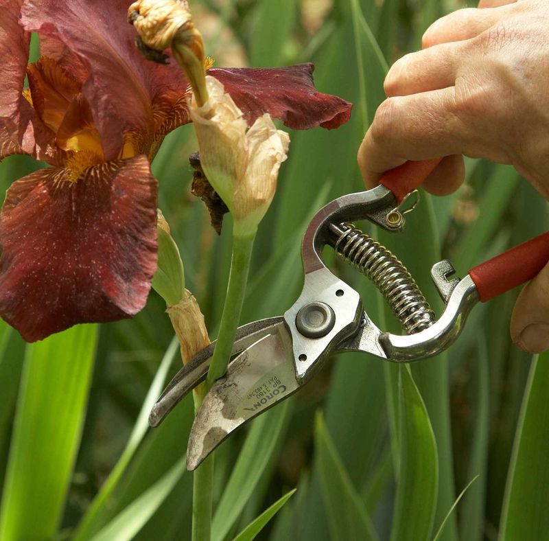 Bearded Iris Fans Get A Trim