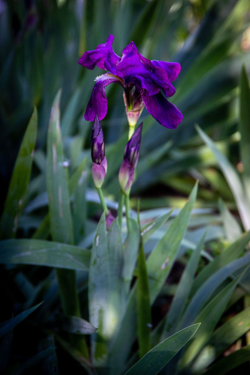 Bearded Iris Fans Need Attention