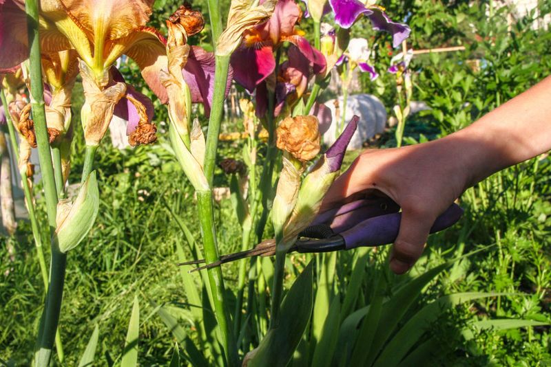 Bearded Iris Needs A Fall Cleanup Bearded Iris Needs A Fall Cleanup