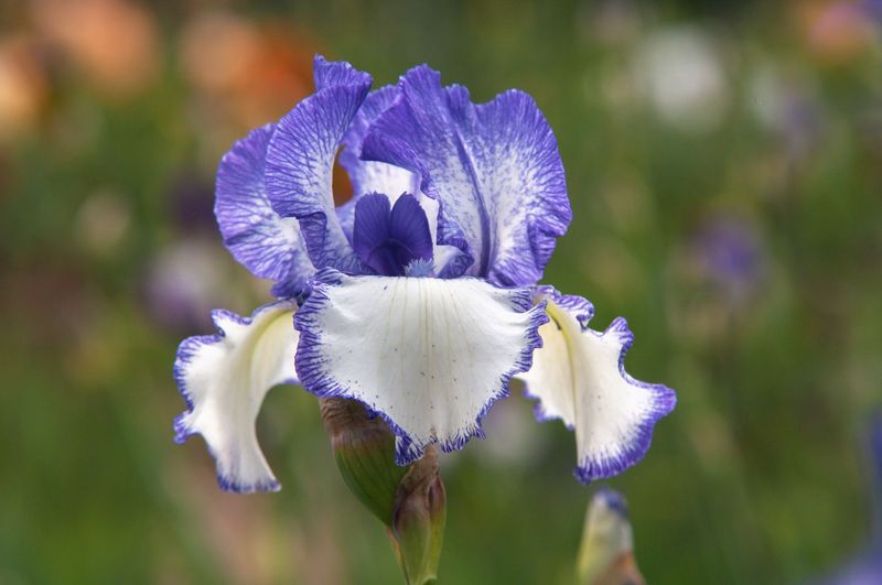 Bearded Iris Bearded Iris