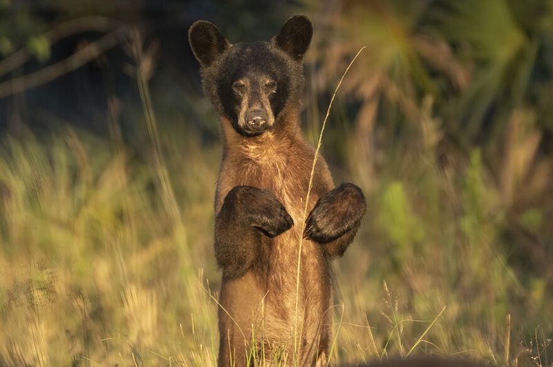 Bears Are Fattening Up For Winter Bears Are Fattening Up For Winter