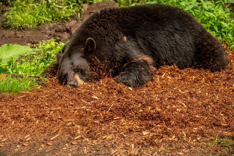 Bears Are Racing To Pack On Fat Before Winter