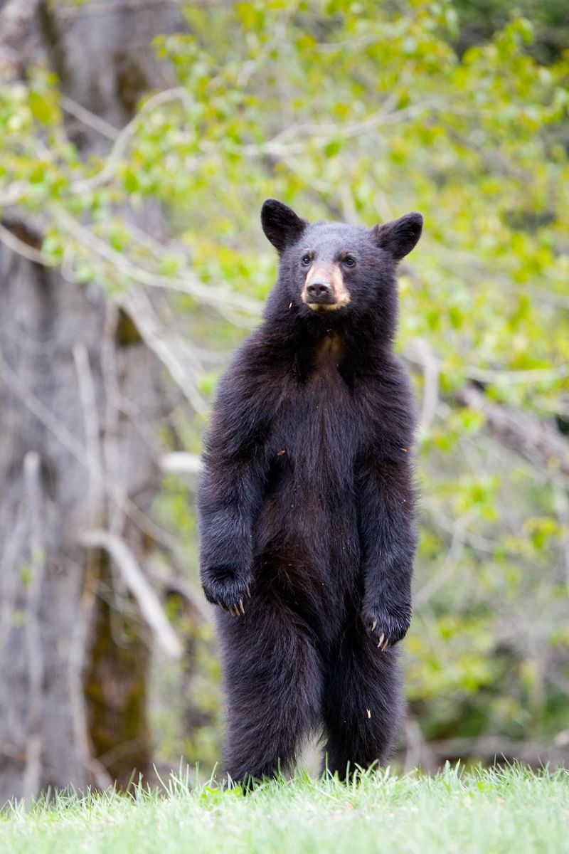 Bears Remember Easy Meals And Keep Coming Back