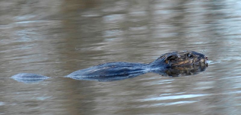 Beavers Came Back First, In 2007 Beavers Came Back First, In 2007