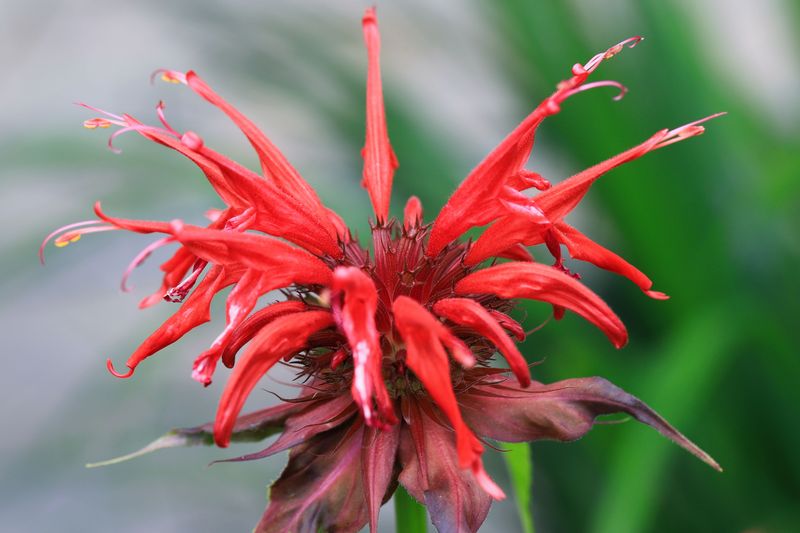 Bee Balm Bee Balm