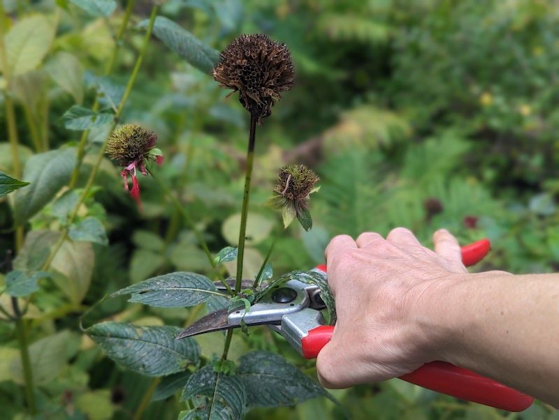 Bee Balm Benefits From An October Snip