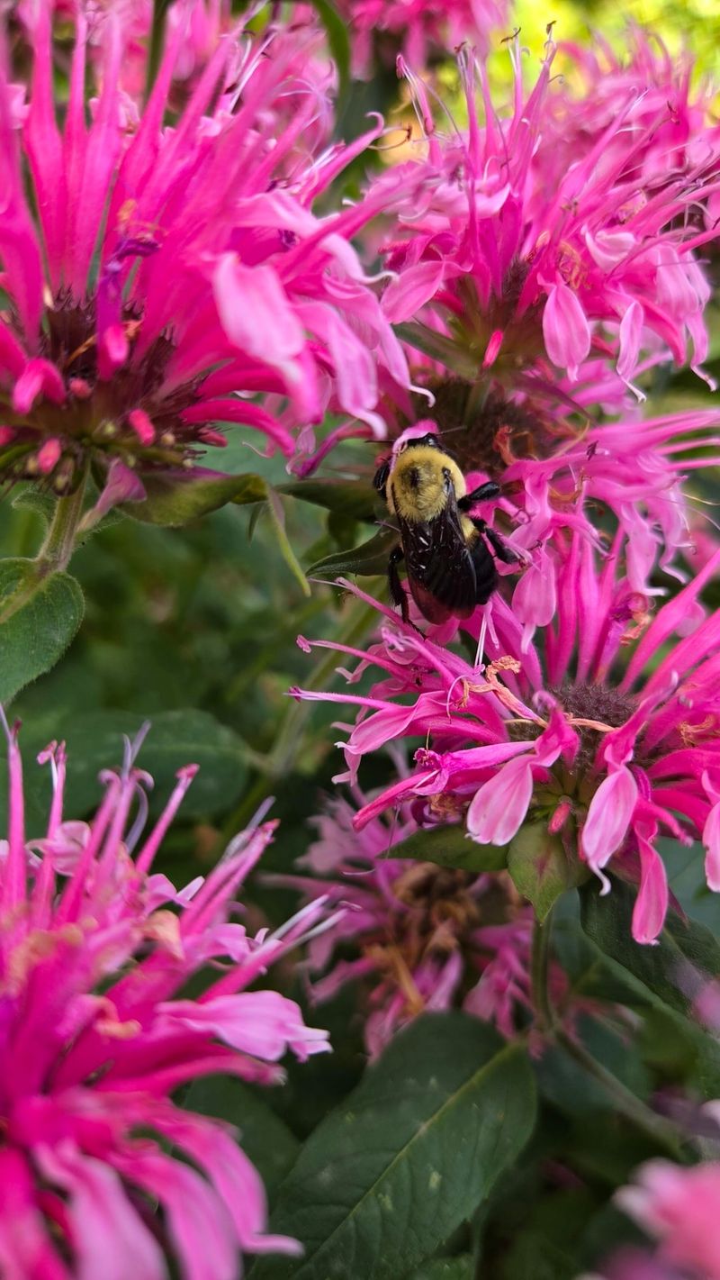Bee Balm For Pollinator Magnets Bee Balm For Pollinator Magnets