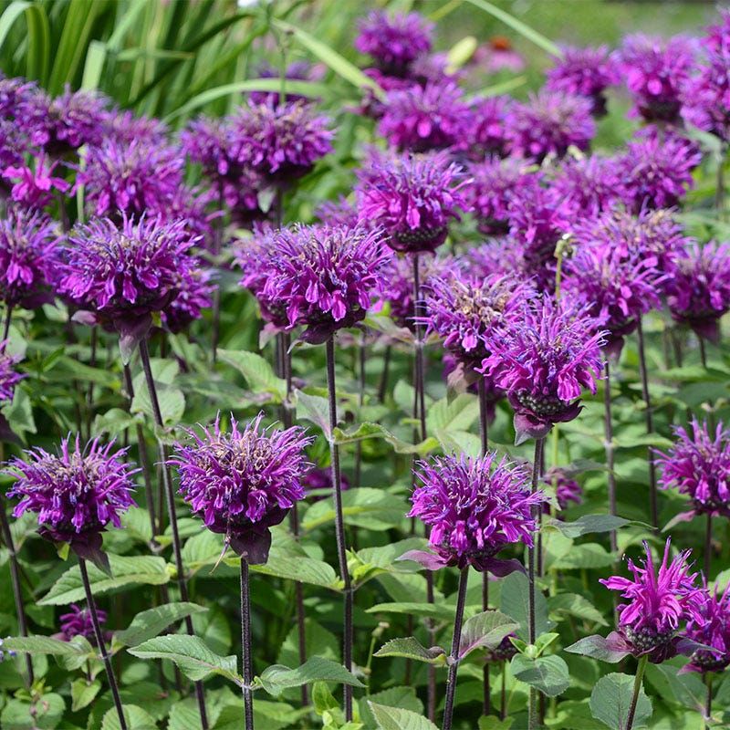 Bee Balm Spreads Into Thick, Weed-Blocking Patches Bee Balm Spreads Into Thick, Weed-Blocking Patches