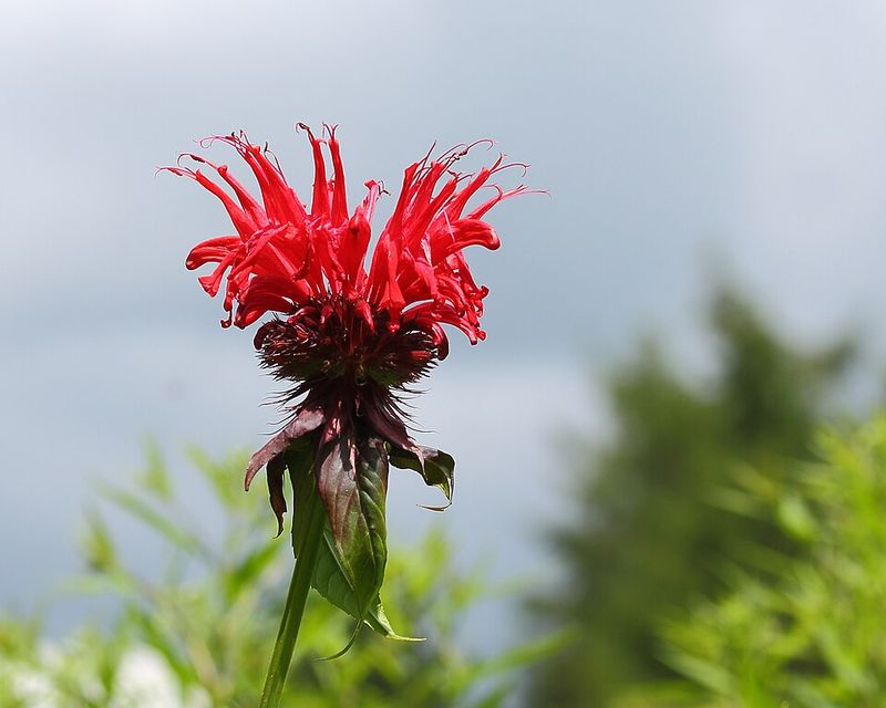 Bee Balm Bee Balm