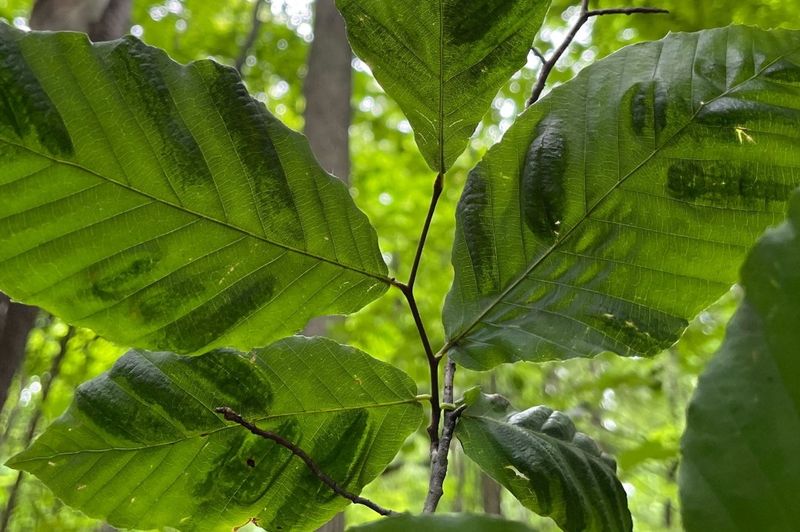Beech Leaf Disease Was First Found In Lake County In 2012 Beech Leaf Disease Was First Found In Lake County In 2012