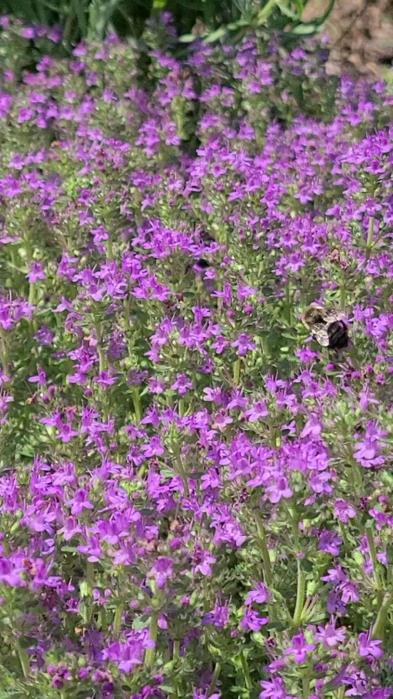 Bees And Butterflies Flock To It