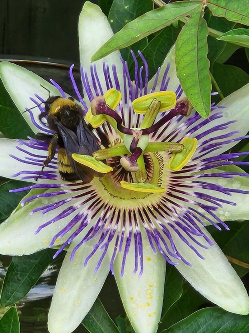 Bees And Butterflies Visit The Flowers