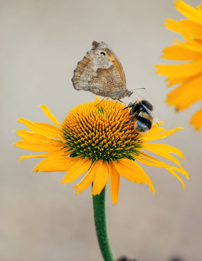 Bees And Butterflies Will Find Your Gravel Garden Fast Bees And Butterflies Will Find Your Gravel Garden Fast
