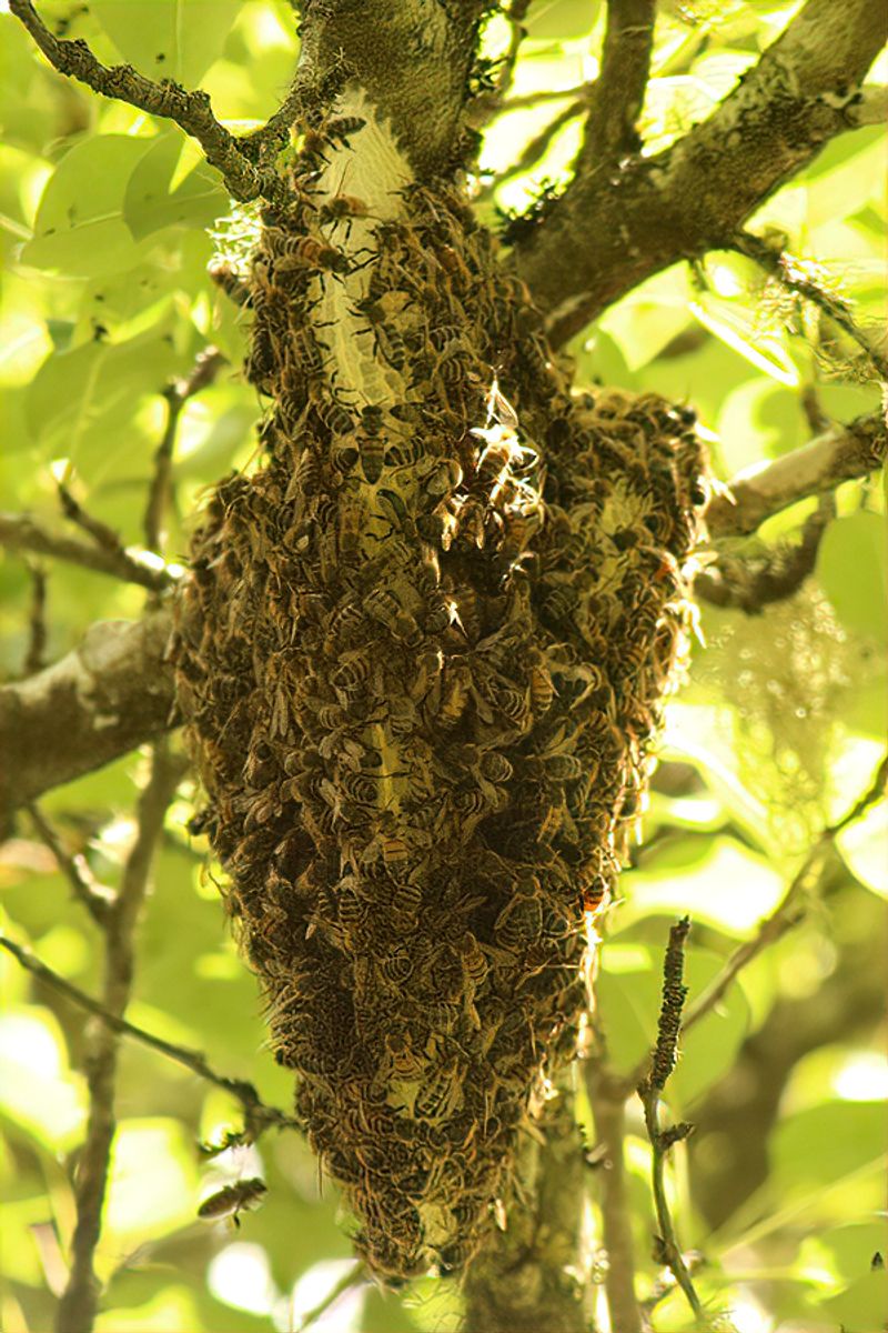 Bees Clustering Over The Comb To Hold In Warmth Bees Clustering Over The Comb To Hold In Warmth