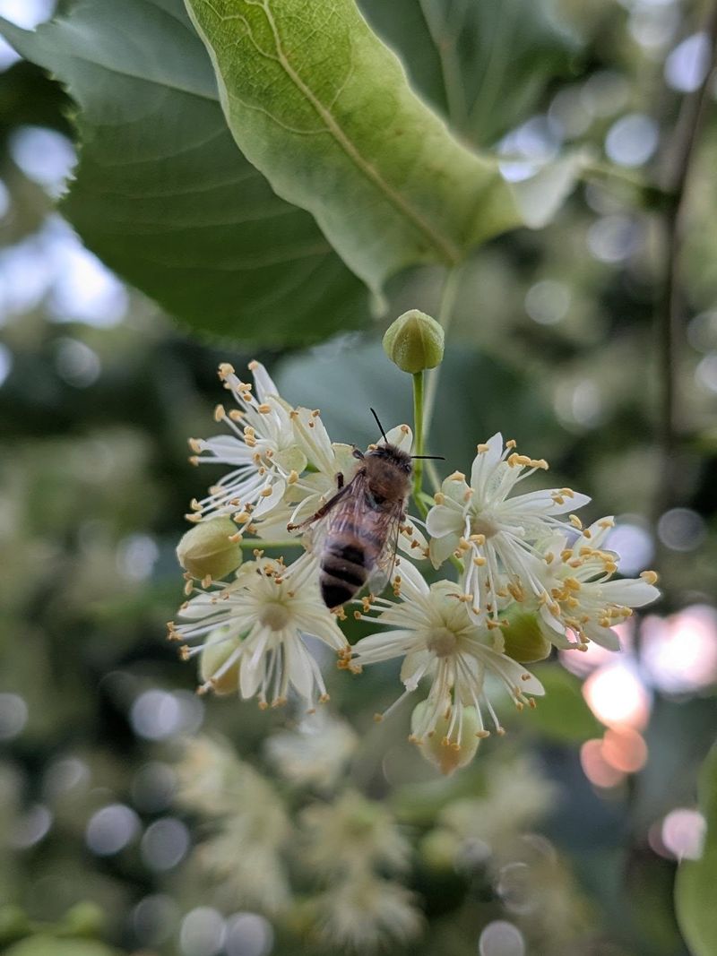 Bees Do The Pollinating Work Bees Do The Pollinating Work