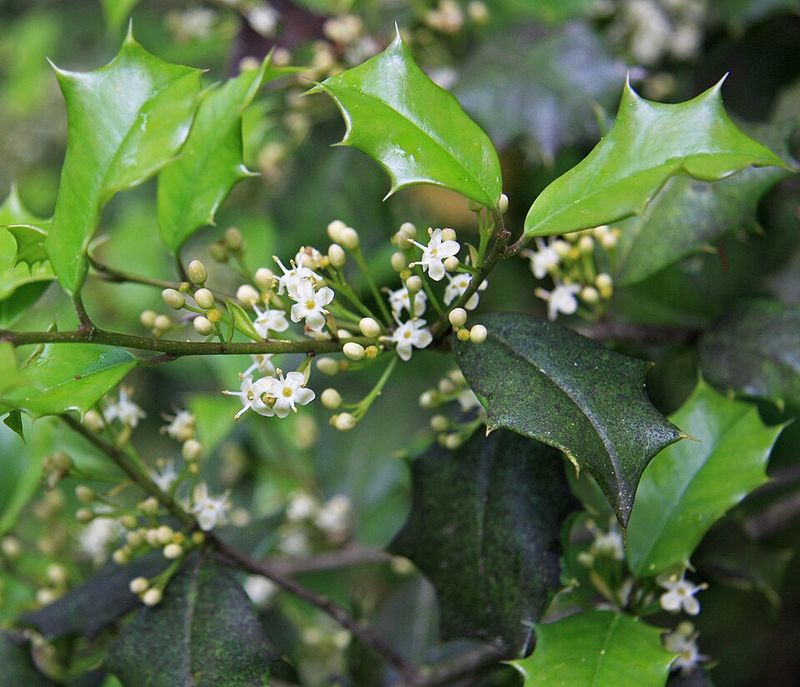 Bees Help Carry Pollen Between Holly Trees