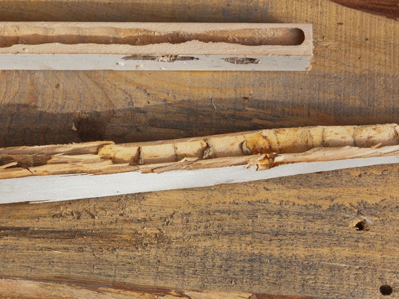 Bees Returning Year After Year
