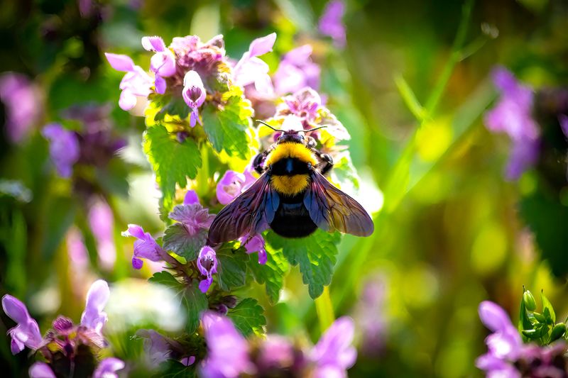 Bees Show Up When Lemon Balm Blooms Bees Show Up When Lemon Balm Blooms