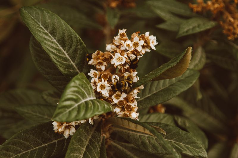 Bees Visit On Mild Days