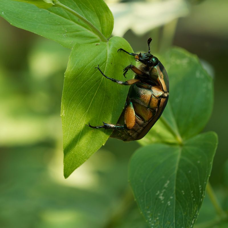 Beetles, Ants, And Other Invertebrates Make Up Much Of Its Diet