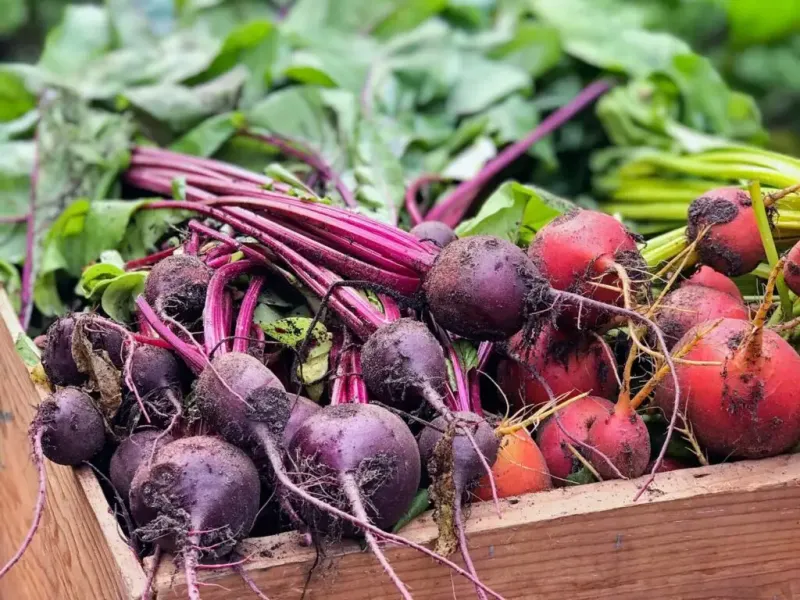 Beets