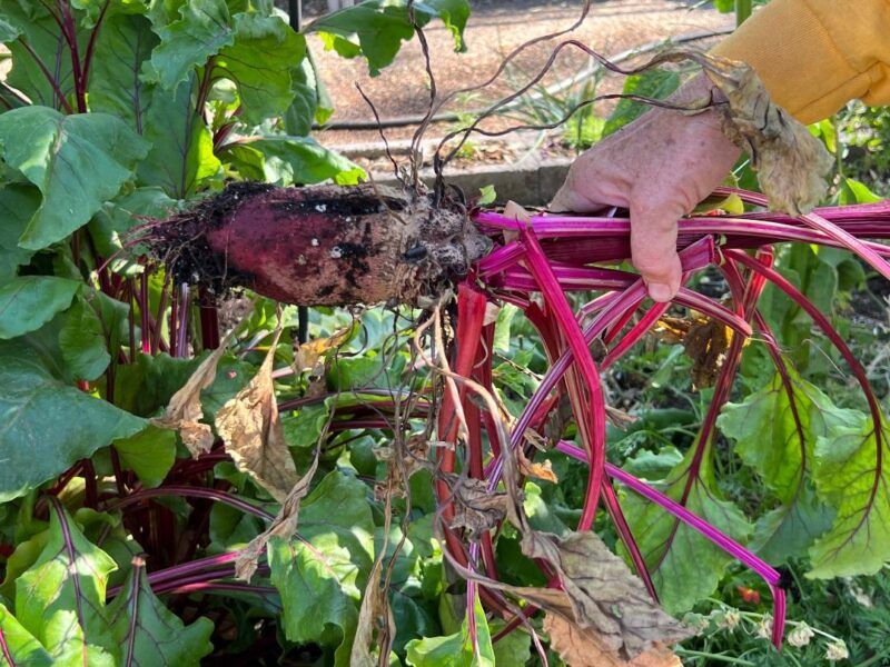 Beets
