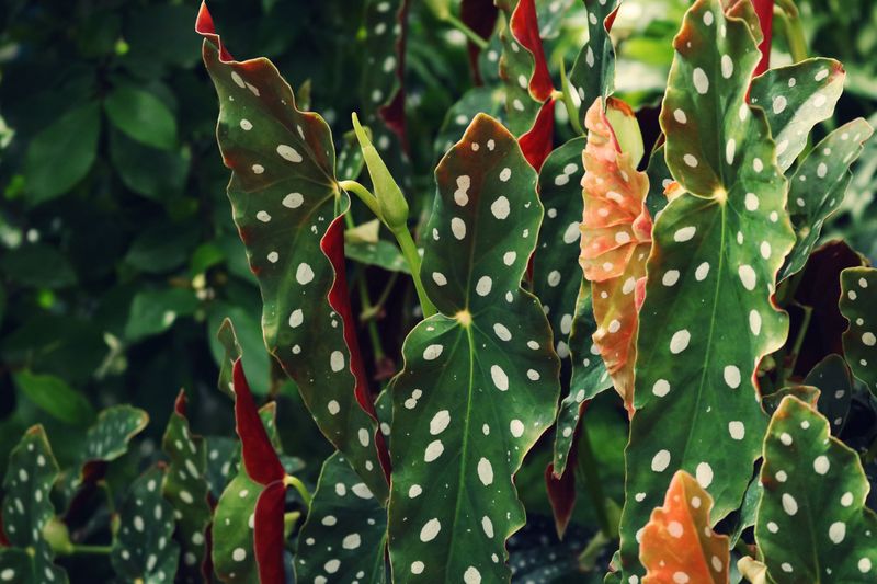 Begonia Maculata
