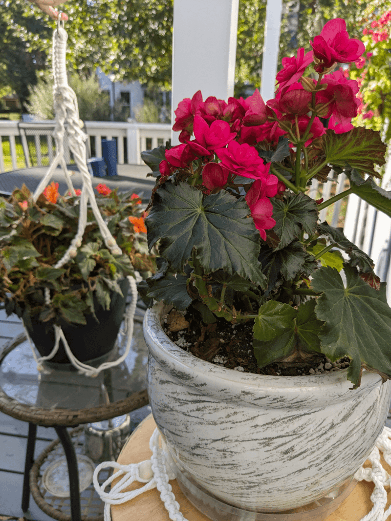 Begonias Need Indoor Protection When Temperatures Drop Begonias Need Indoor Protection When Temperatures Drop