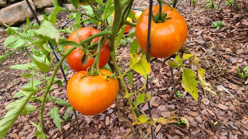 Bella Rosa Offers Resistance To Tomato Spotted Wilt Bella Rosa Offers Resistance To Tomato Spotted Wilt