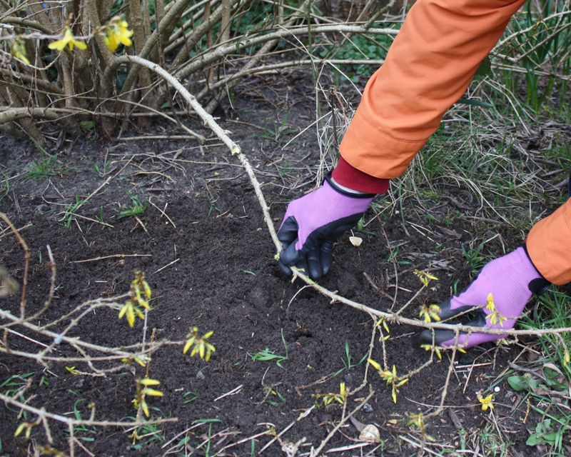 Bending a Low Forsythia Branch Into the Soil Works Like Magic Too