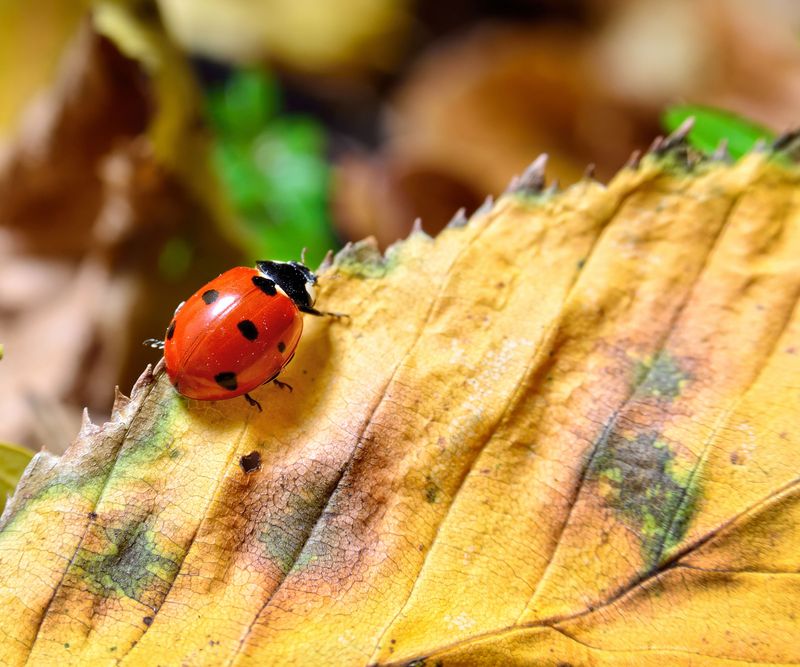 Beneficial Beetles And Spiders Shelter In Fallen Leaves Too