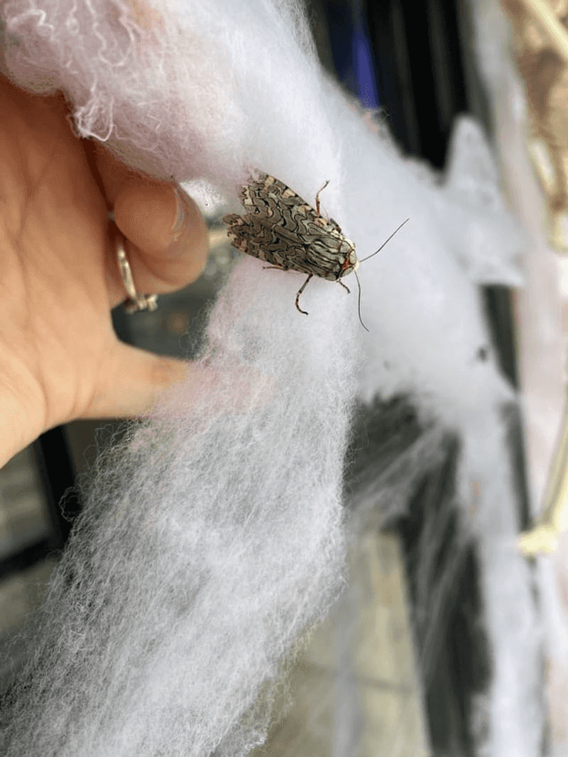 Beneficial Insects Get Caught Too Beneficial Insects Get Caught Too